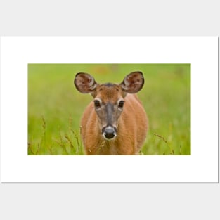 White-tailed Deer Posters and Art